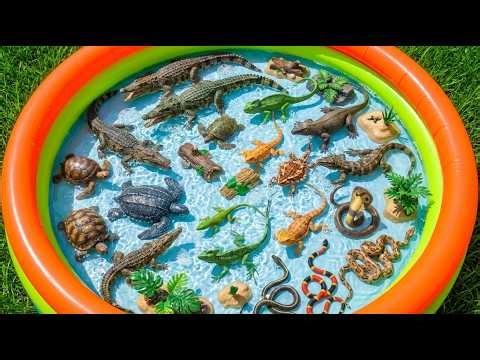 100 Reptiles For Kids: Fun Facts & Best Educational Toys for Preschoolers | Toddler Learning Video