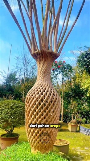 Not Carved or Glued! This Tree Grows into a Real Chair