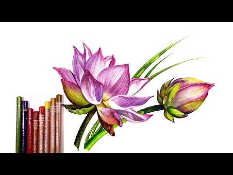 How to Draw a Flower with Colored Pencils