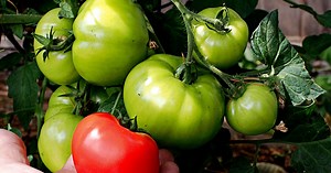 A Beginner's Guide to Growing Tomatoes