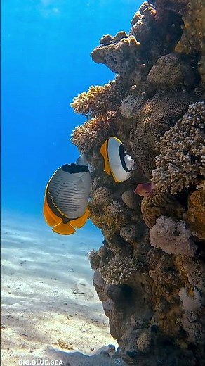 Lined Butterflyfish (Chaetodon lineolatus).