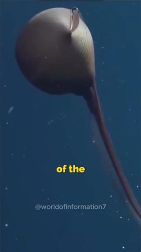 "This Eel Look Like An Alien : gulper eel" | #short #information #facts