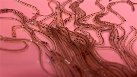 Maine baby eels reach near-record prices as season ends early