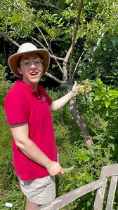 UMD HGIC on Instagram: "Buttonbush (Cephalanthus occidentalis) is a Maryland native shrub that’s very adaptable to a variety of soil conditions, including clay soil and wet areas. This is a fairly fast-growing plant and it’s great for its summer flowers and fall color. The blooms are usually covered with butterflies, bumblebees, and other pollinators. Normally we see this plant growing to about six feet tall but here is a specimen that has grown to be a small tree! You can underplant it with oth