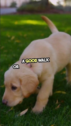 Can You Train a Beagle Puppy Like a Pro?