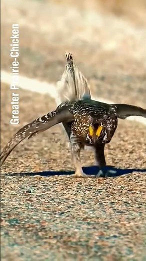 The Incredible Mating Dance of Prairie-Chickens