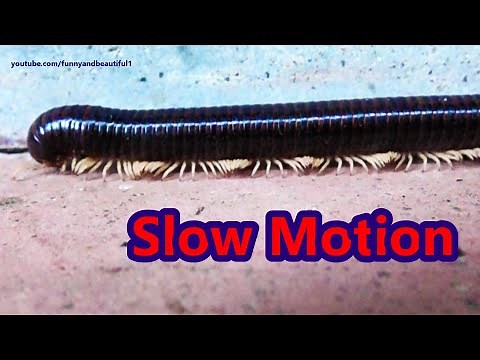 Millipede walking with hundreds of legs - Slow Motion