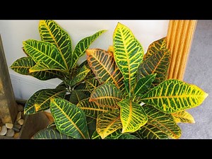 Growing and care Colorful Croton plants | Easy Hacks for Healthy, Thriving Houseplants!