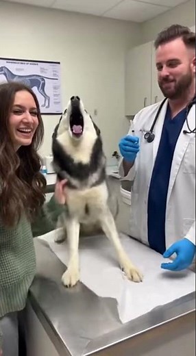 Funny Dog at Vet Reaction 😱💉 | Husky Scared of Injection #huskydrama #huskylife