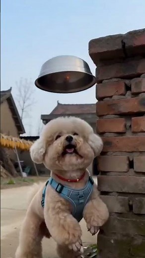 Explode the Iron Pot with Hilarious Firecrackers - A Must-Watch