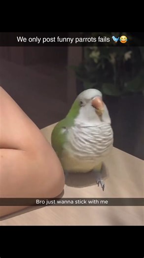 Funny parrotsfails | We only post funny parrots fails 🐦😂 From talking too much to falling off the perch 💀🤣 Tag a friend who needs this laugh today 🐦👇... | Instagram