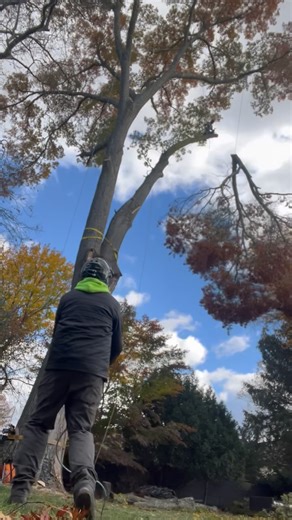 Second Nature Tree, Peekskill NY on Reels