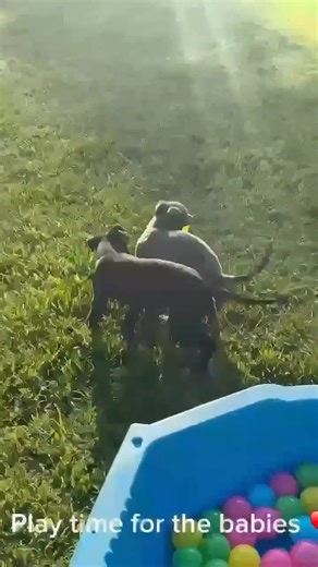 7.5K views · 191 reactions | Our dogs are raised with care, purpose & love  #greyhoundsaspets #racingwa #greyhoundswa | Greyhound Racing | Facebook