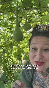 Managing Squash Beetles Naturally