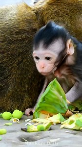 The newborn monkey with the most intelligence is the tiniest | Monkeys Daily