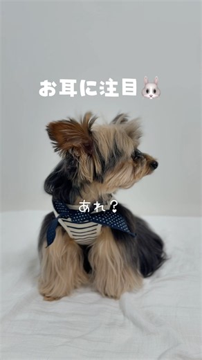 お耳に注目👂ヨークシャーテリア #フクのキロクチャンネル #ヨーキー