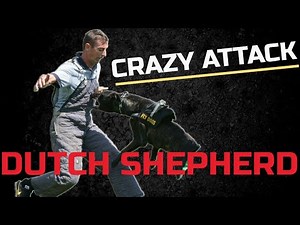 Dutch shepherd protection training