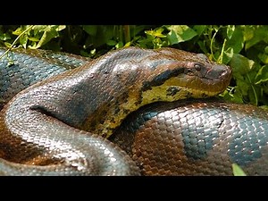 Incrível: cobras gigantes capturadas - PARTE 8 - Mais Curiosidades