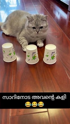 പൂച്ച സർ : ഒന്ന് ആലോചിക്കുന്നത് പോലെ അഭിനയിക്കാം 😁😂 #instagood #funny #kingtroll #trolllife#funny