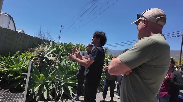 ICE raids cannabis-growing facility in Carpinteria