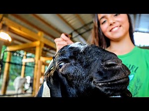 GOAT SHOWMANSHIP - Working with our 4H Project Meat Goat