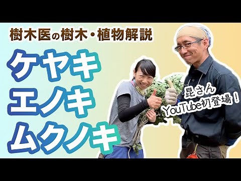 【樹木・植物解説】ケヤキ、エノキ、ムクノキの違いと特徴