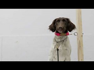 Force Fetch Lesson 3 - Ear Pinch