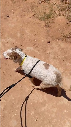 Ophelia hits the trail pull-free with this hands-free no-pull leash.
