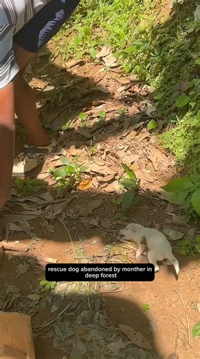 Chicago Rescue Dog Rangers on Reels