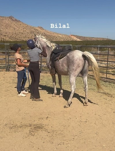 Bilal is a 13-year-old Arabian gelding. He has completed his quarantine and has learned to trust again. He was pretty traumatized when he arrived at LTH at the end of August. 🐴 Now it’s time to assess him. After a groundwork session, Erna did a layover and Bilal did fine. 🐴 Good spot to end the session. 🐴 We will get on him next time. You can tell that someone “rough cowboyed” him, but he is learning that we will treat him kindly. 🐴 We did a DNA test, but he is not registered. He looks like 