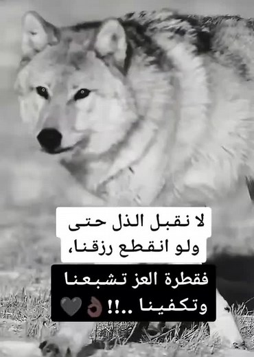 Graceful Wolf Walking in a Natural Reserve