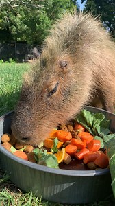 3.5K views · 199 reactions | It's everyone's favorite... Brain the capybara! 易 | Audubon Zoo | Facebook