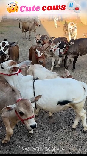 Nadipathy Cows | Moo-ve Over, Big Cows! Meet the Nadipathy Cattle: The World's Smallest Cows! Standing just 1 to 2 feet tall (that's small dog size!),... | Instagram