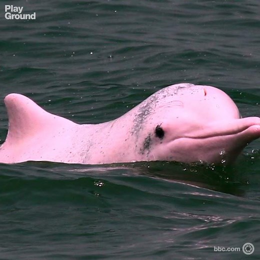 En peligro de extinción: el delfín rosado de Hong Kong