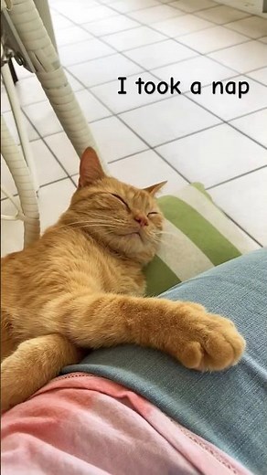 Cat Naps: The Secret to Staying Sharp All Day