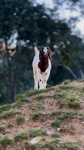 8.2K views · 182 reactions | The background noise is young birds, Galahs, making such an annoying presence  #goatlove #kids #birds #goldngoats | Gold’n’Goats | Facebook