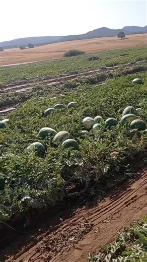 Exploring a Watermelon Field in Rural Agriculture