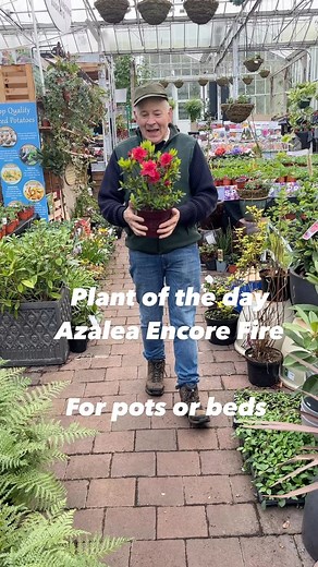 2.1K views · 36 reactions | Plant of the day Azalea Encore “Autumn Fire” Dwarf evergreen shrub,happy in pots or beds . Planting time is from now, available in webshop https://pergolanurseries.ecwid.com ALL IRELAND DELIVERY  32 Counties WEBSHOP https://pergolanurseries.ecwid.com Pergola Nurseries Garden Corner Virginia,Co Cavan A gardeners oasis of quality plants Open Tuesday to Saturday 10.30-6 Open Sundays 2-6 | Pergola Nurseries Garden Corner | Facebook