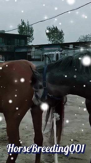 Today Viral Horse Breeding For new In Form #horselife #horsebreeding #breedinghorse #cowhorsebreeding #todaybreeding #meeting #tiktok