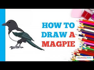 How to Draw a Magpie: Easy Step by Step Drawing Tutorial for Beginners