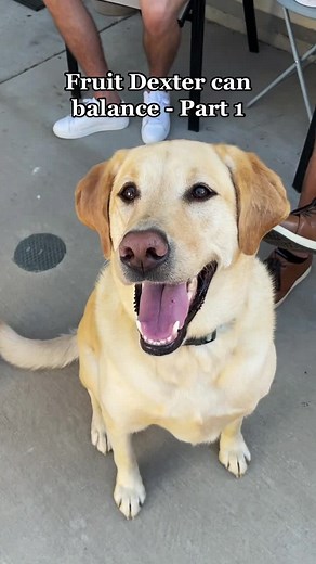 Fruit dog, da dog who balances fruit #fyp #dogsoftiktok #goodboy