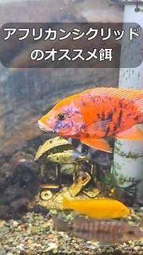 様子を見ながら使い分けられるアフリカンシクリッドのオススメ餌紹介します #アフシク #シクリッド #餌 #アクアリウム #熱帯魚 水槽