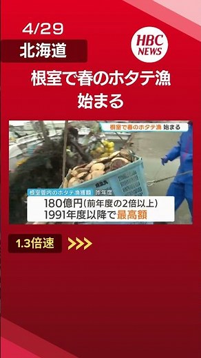 【ホタテ】根室港で水揚げ始まる「貝も大きく、貝柱の実入りも大きい」と漁師 2025年度の漁獲額は約180億円…過去最高額に #根室#ホタテ#ホタテ漁#shorts