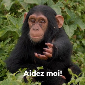 Tu veux avoir un impact positif sur le monde? Commence par planter des arbres avec tes recherches! | Ecosia