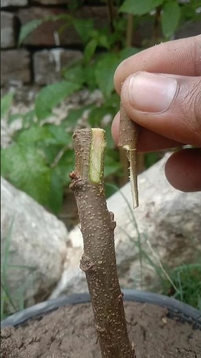 Easy GRAFTING Techniques You Can Do At Home