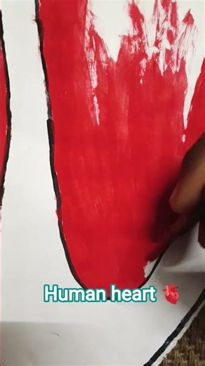 my science project (human heart ❤️🫀)..👍