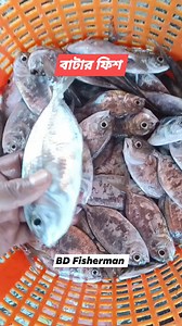 21K views · 209 reactions | Butter fish  #butterfish #bdfishermen | BD Fisherman | Facebook