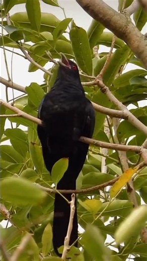 Gentle voice of beautiful birds songs 🎵 Birdsong lively song ever for Relaxation Sleeping #birds