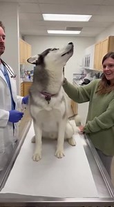 Vet Visit Turned Into Pure Husky Drama 😂🐺 #husky #vetvisit #dogreaction #funnydogs #petcomedy #dramaticdog #dogsoftiktok #reelsviral #fyp #viralvideochallenge | Peanut & Princess