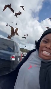 Baton Rouge residents just accidentally exposed the biggest cover-up in history. While everyone was Christmas shopping, massive PTERODACTYLS—yes, the ones supposedly extinct for 66 million years—poured out of thin air above the mall parking lot and attacked. Perfect formation. Zero fear of humans. Local whistleblowers are already saying the strange “low-frequency hum” reported over Louisiana for weeks wasn’t construction—it was a containment field failing. Something was opened. Something escaped